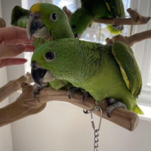 Yellow Naped Amazon Parrot for Sale