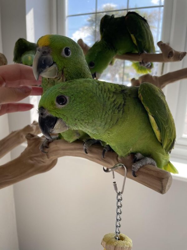 Yellow Naped Amazon Parrot for Sale