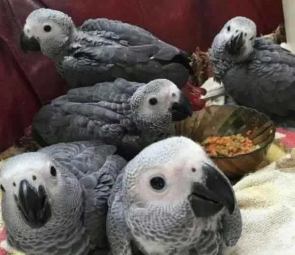 Baby African Grey Parrots For Sale
