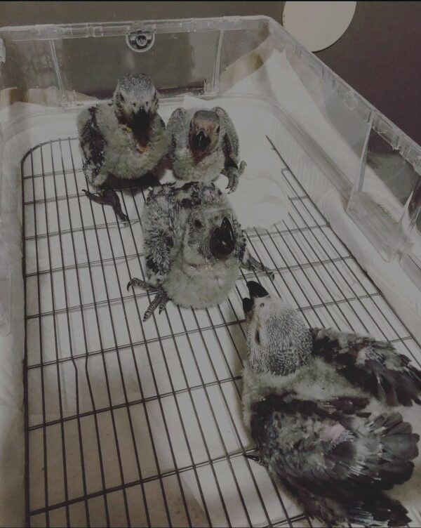 Baby African Grey Parrot For Sale