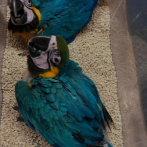 Blue and gold macaw for sale cheap