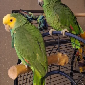 Double Yellow Headed Amazon for sale?