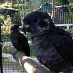 Blue Headed Pionus Parrot for Sale