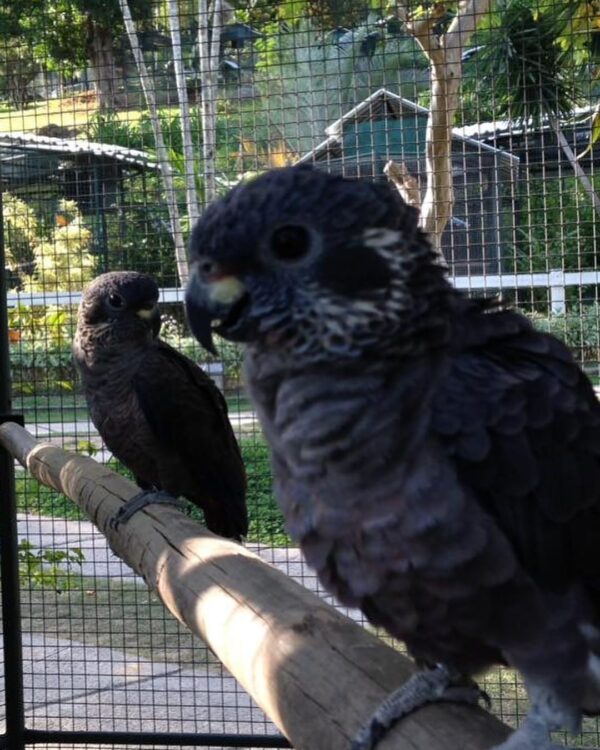 Blue Headed Pionus Parrot for Sale