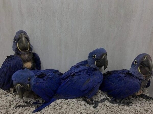 Baby Macaw for Sale Canada