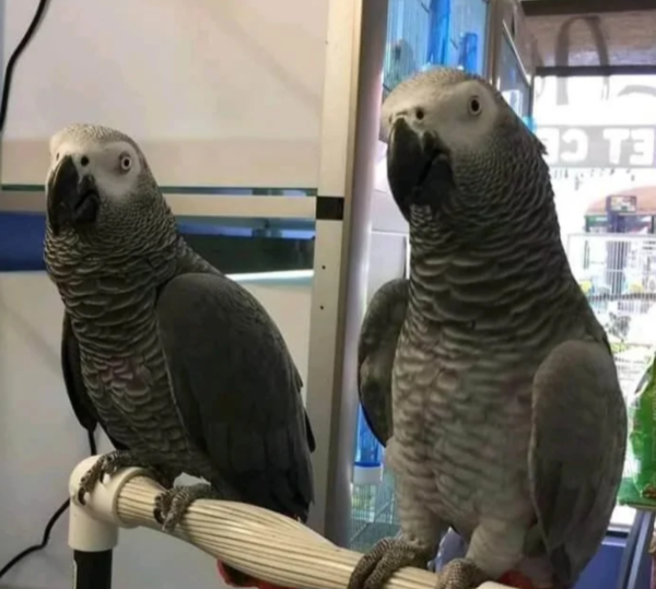 African grey parrot for sale Toronto