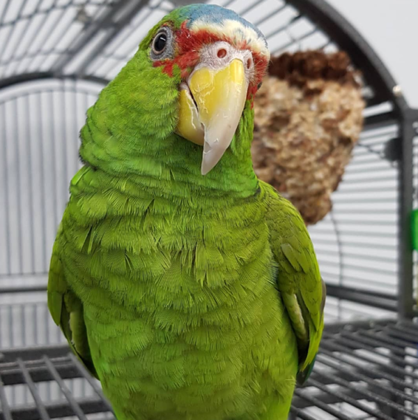 Cheap White Fronted Amazon Parrots