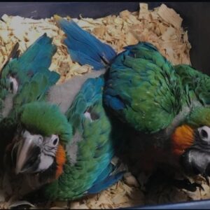 Baby macaw for sale near me