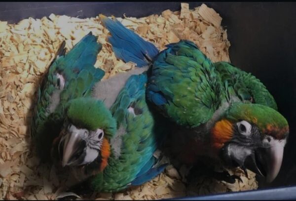 Baby macaw for sale near me