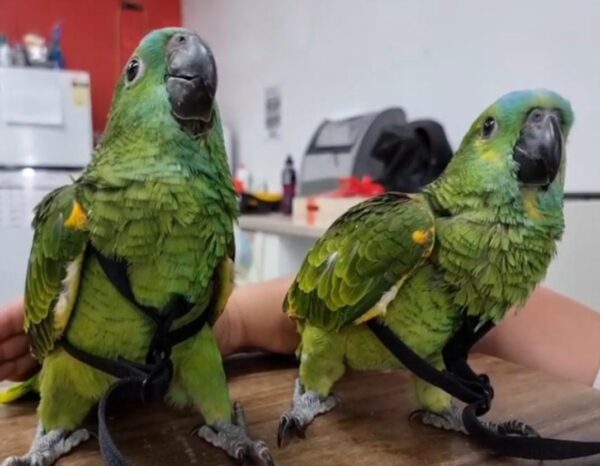 Blue-Fronted Amazon Parrot price